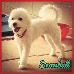 Snowball | Lenoir, NC | All God's Creatures Great & Small