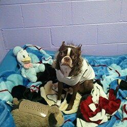 Dog in Its Bed | Lenoir, NC | All God's Creatures Great & Small