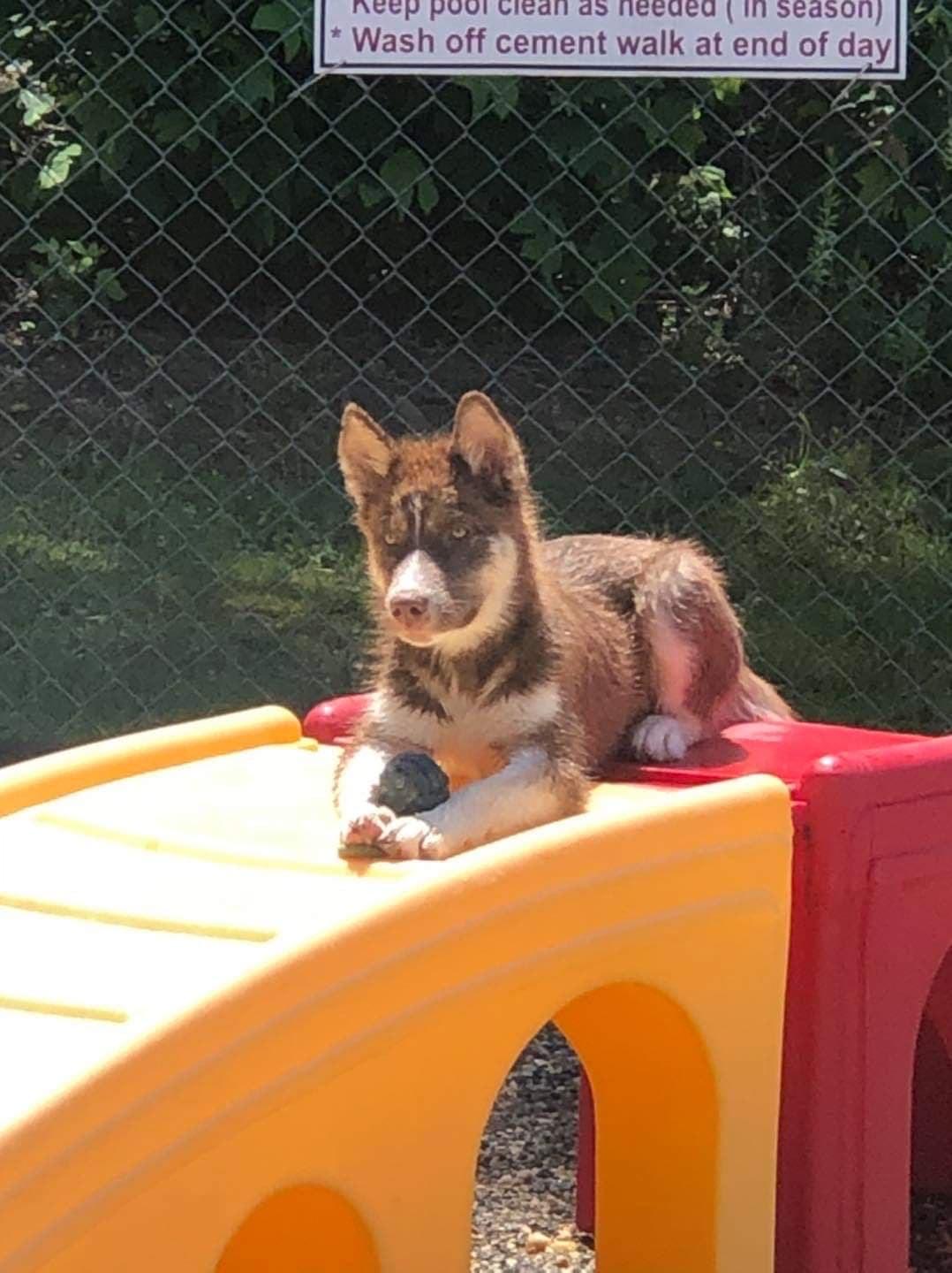 Dog at Playground | Lenoir, NC | All God's Creatures Great & Small