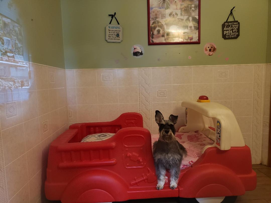 Dog at Car Bed | Lenoir, NC | All God's Creatures Great & Small