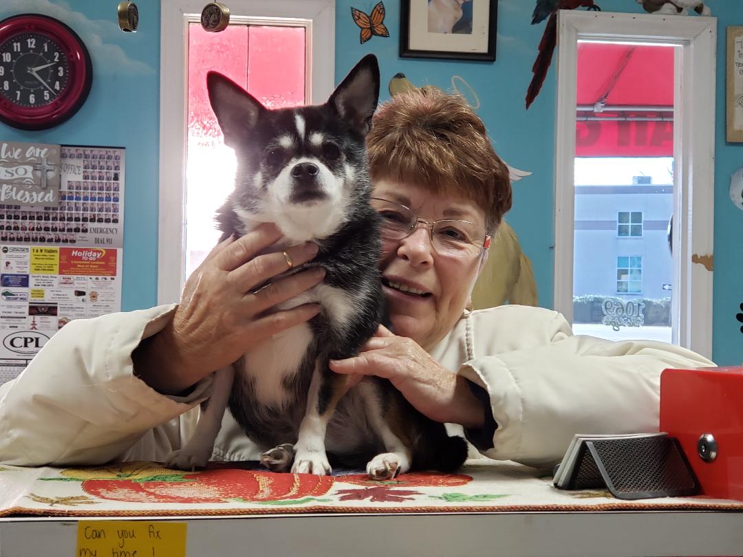 Yorkshire Terrier Dog | Lenoir, NC | All God's Creatures Great & Small