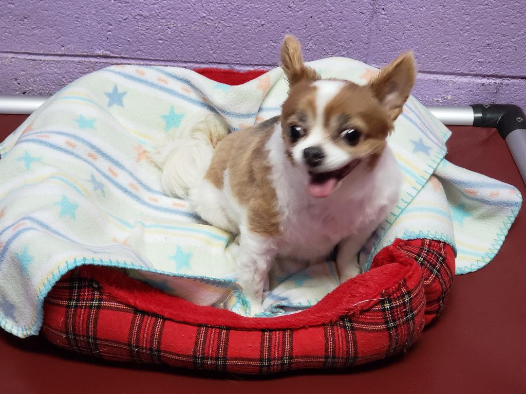 Chihuahua Dog | Lenoir, NC | All God's Creatures Great & Small