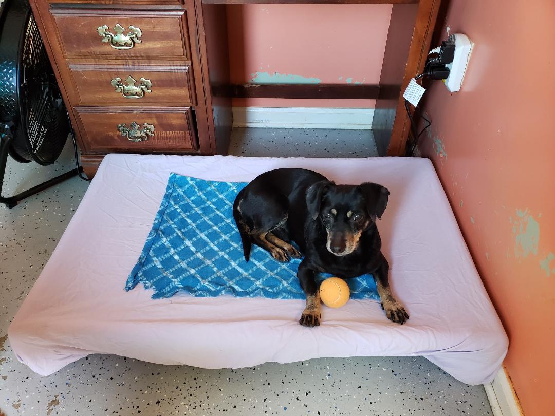 Dog Playing Ball | Lenoir, NC | All God's Creatures Great & Small
