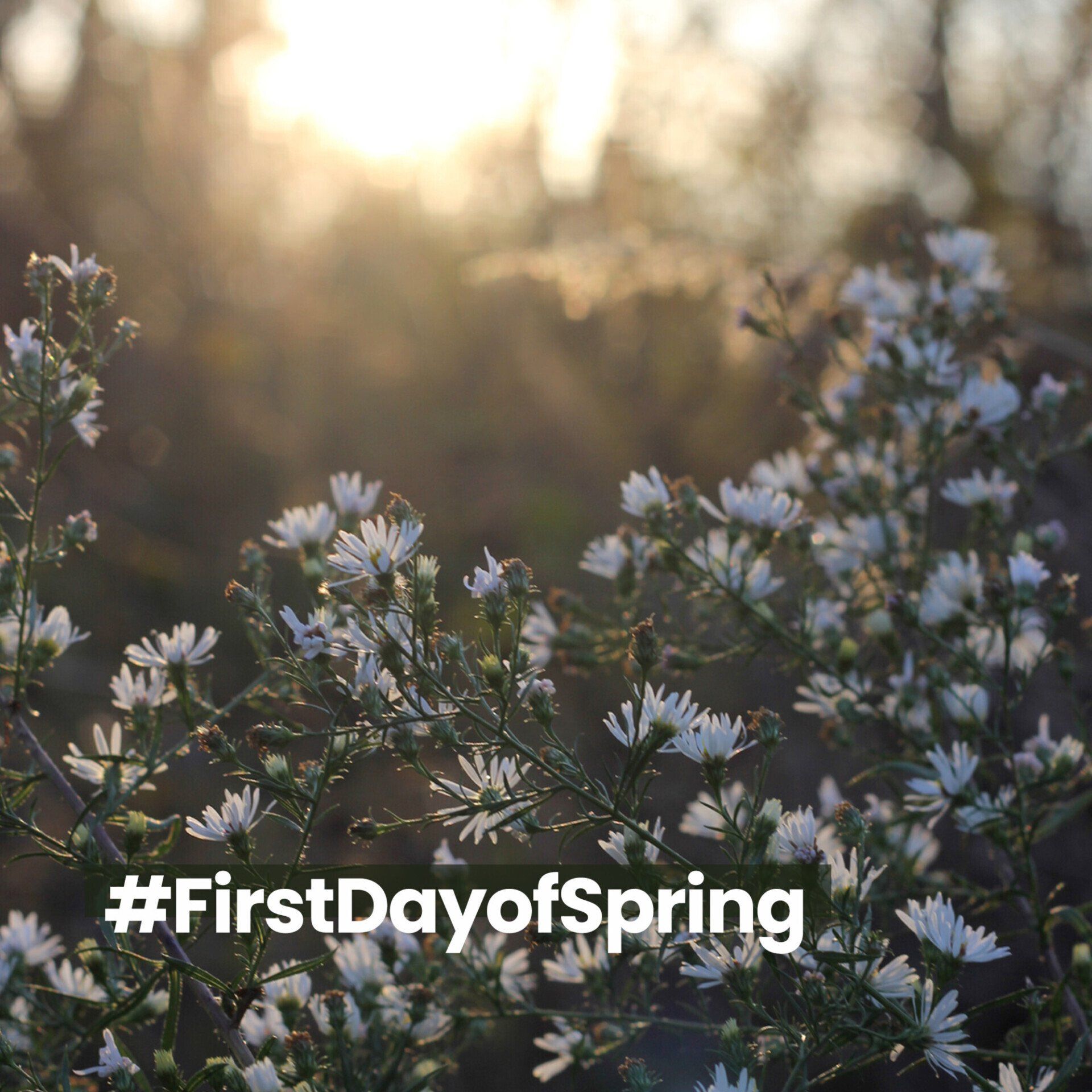 First day of Spring