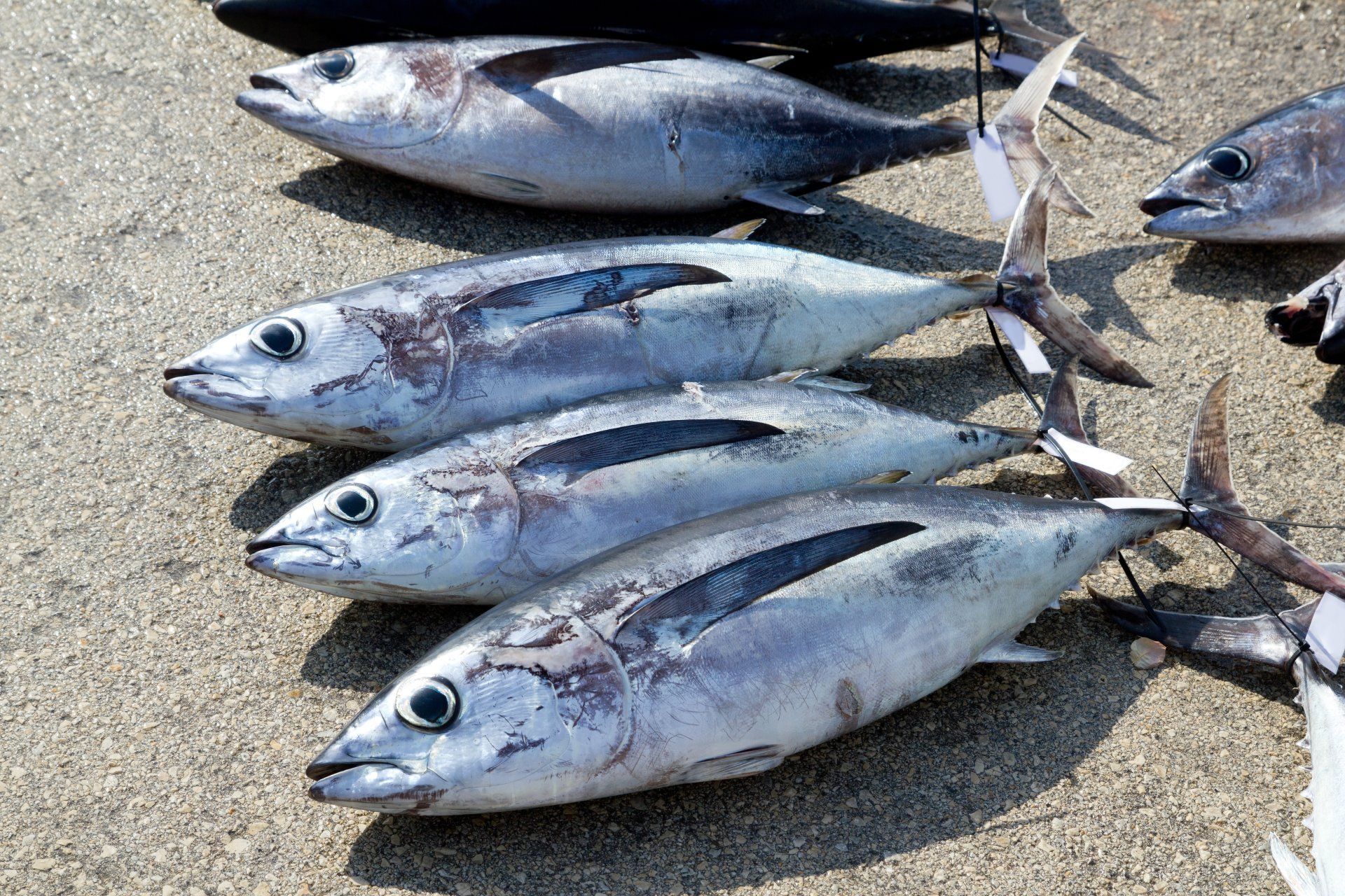 Albacore Tuna