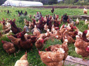 Free Range Chicken