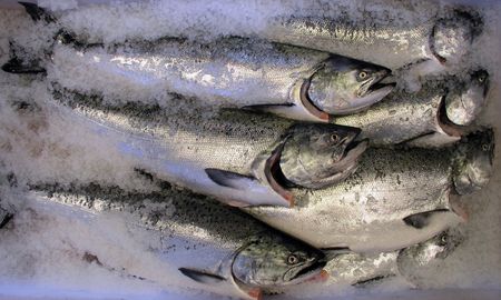 King Salmon