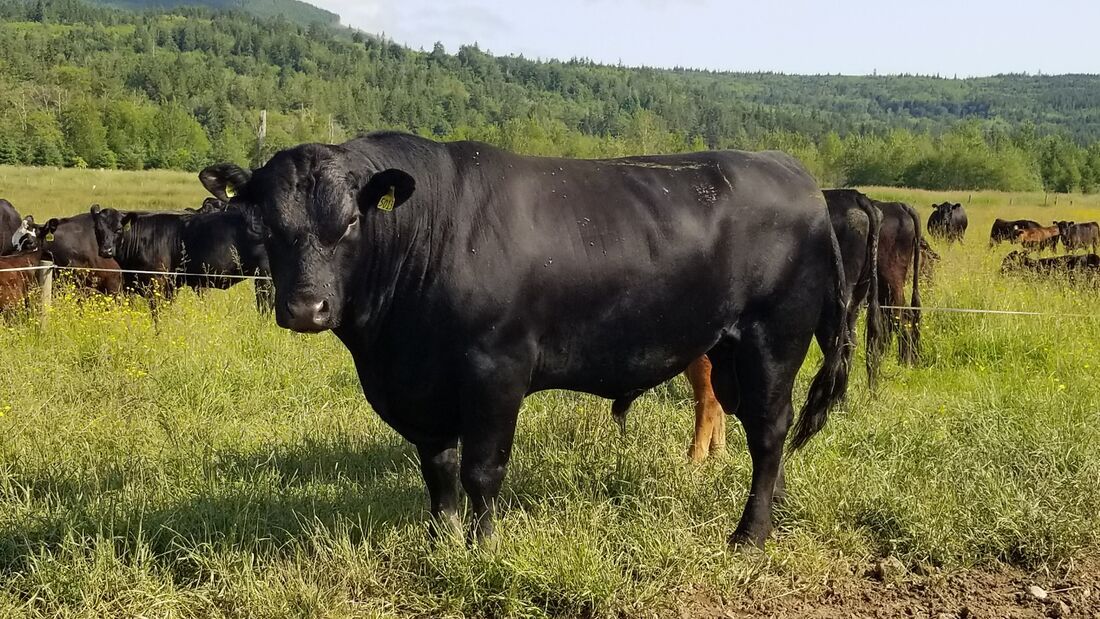 Pasture Fed Beef
