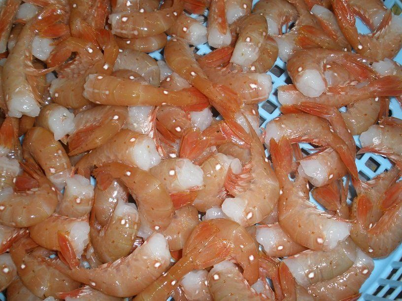 Spot Prawns