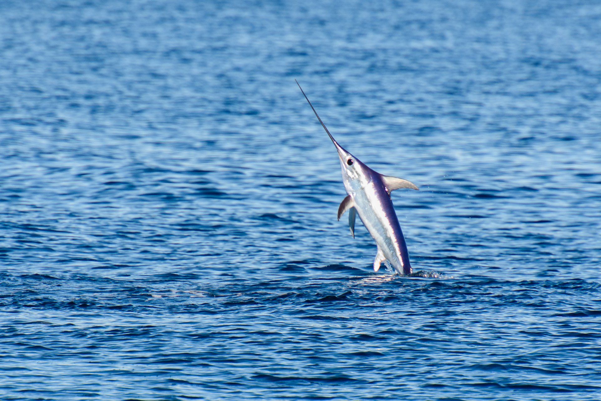 Atlantic Fishing Boat