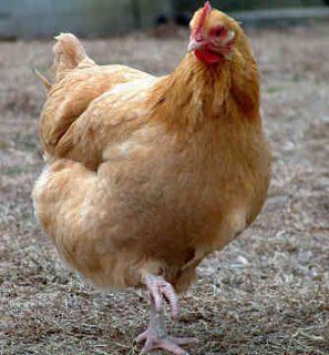 Free Range Chicken