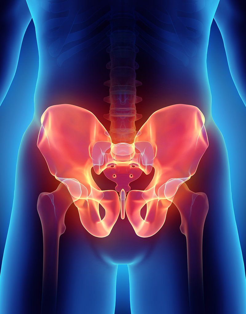 Pelvic Floor Therapy — 3D Illustration Of Hips in Lynnwood, WA Pelvic Floor Therapy — 3D Illustration Of Hips in Lynnwood, WA