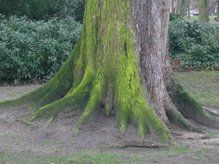 Wortels boomstam