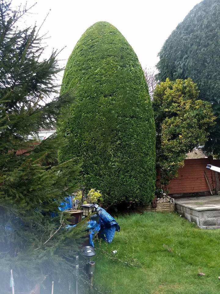 tree and garden maintenance projects