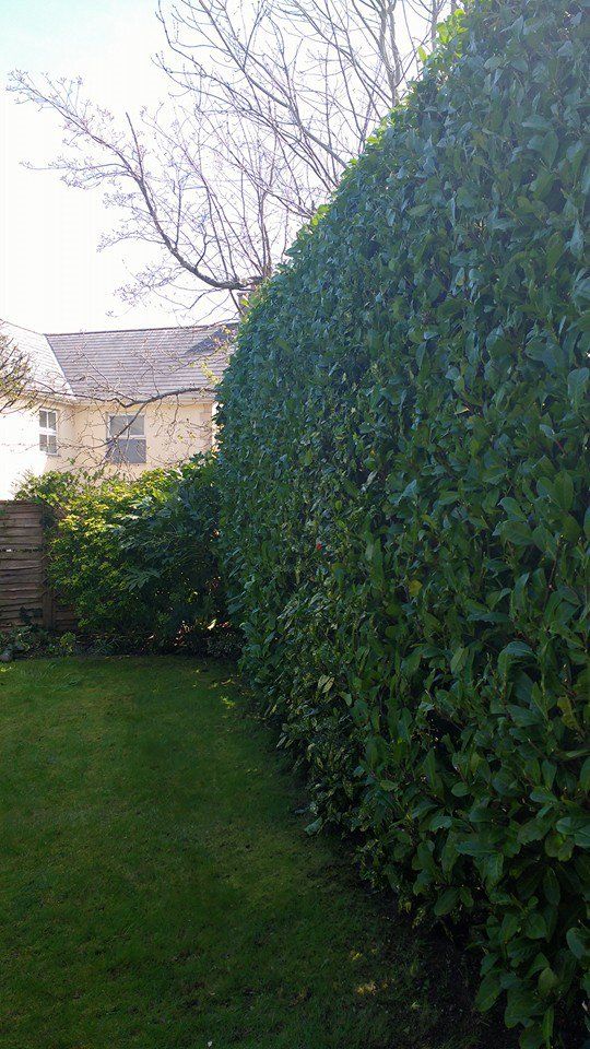 tree and garden maintenance projects