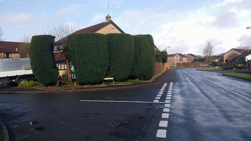 tree and garden maintenance projects
