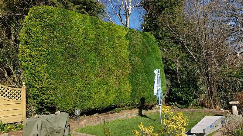 tree and garden maintenance projects