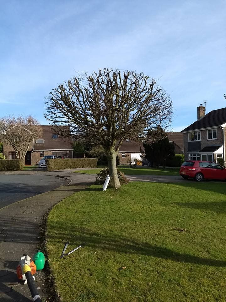 tree and garden maintenance projects
