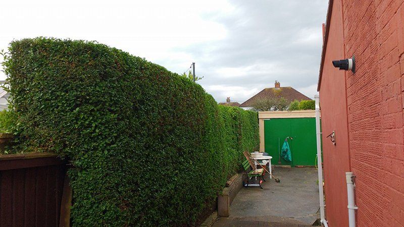 tree and garden maintenance projects
