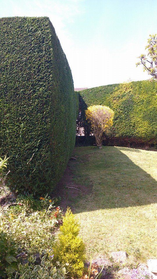 tree and garden maintenance projects