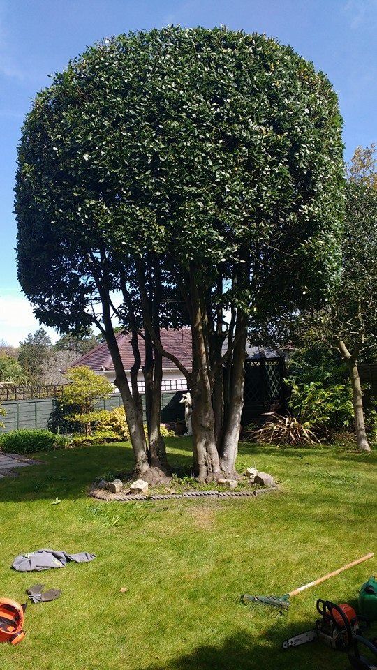 tree and garden maintenance projects