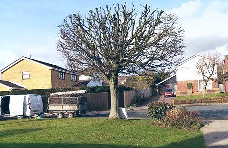 tree pruning