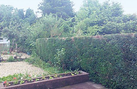hedging