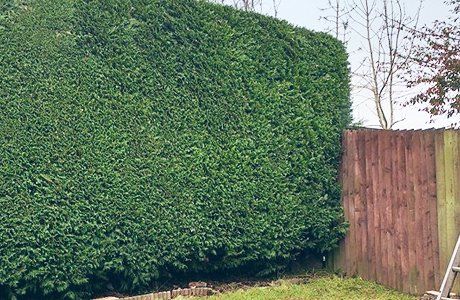 Hedge cutting