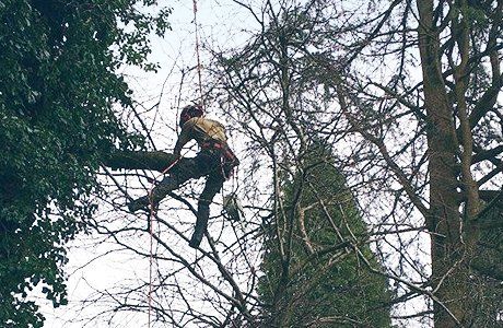 Your local pruning specialists