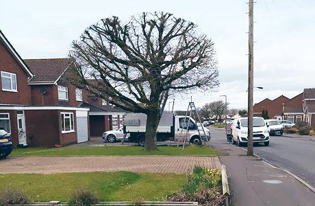 Experts in tree services