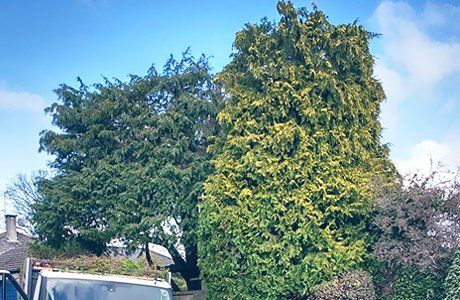 tree pruning
