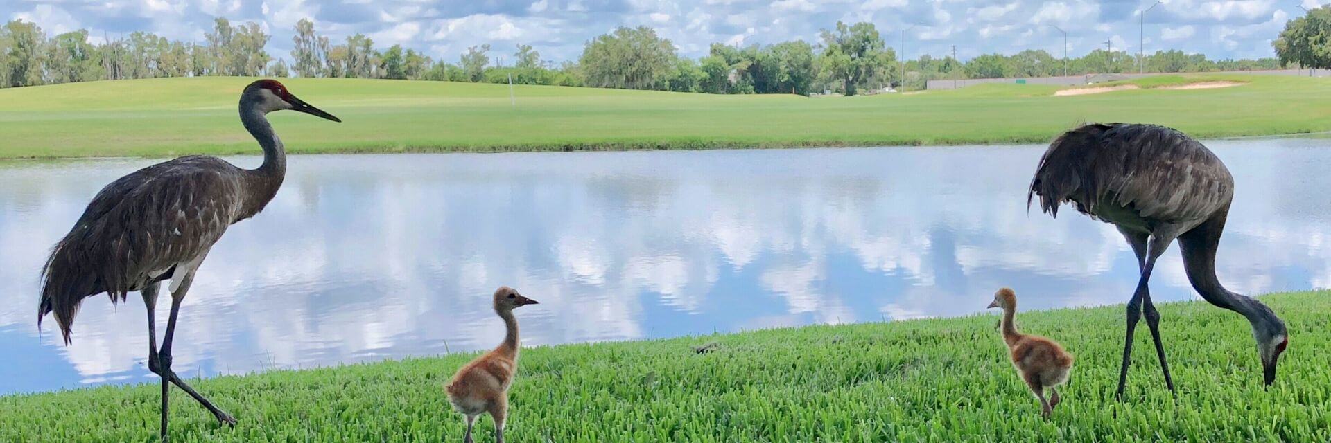 two adult and two baby sandhill cranes walking through the grass next to a pond