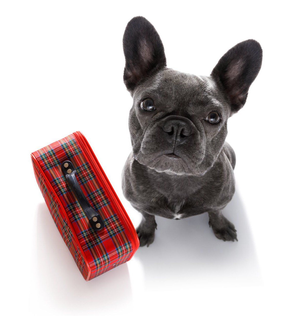 Gray Dog With Red Bag — Goose Creek, SC — Adorable Pets Gray Dog With Red Bag — Goose Creek, SC — Adorable Pets