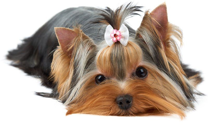 Cute Little Puppy — Goose Creek, SC — Adorable Pets Cute Little Puppy — Goose Creek, SC — Adorable Pets