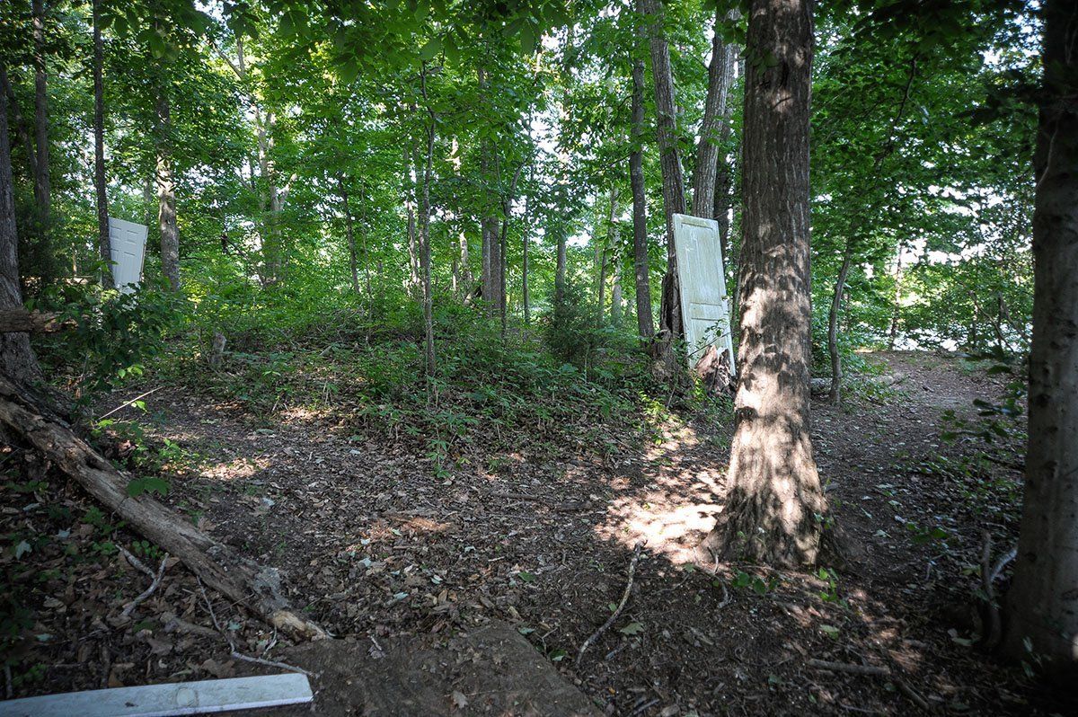 A forest with lots of trees and leaves on the ground.