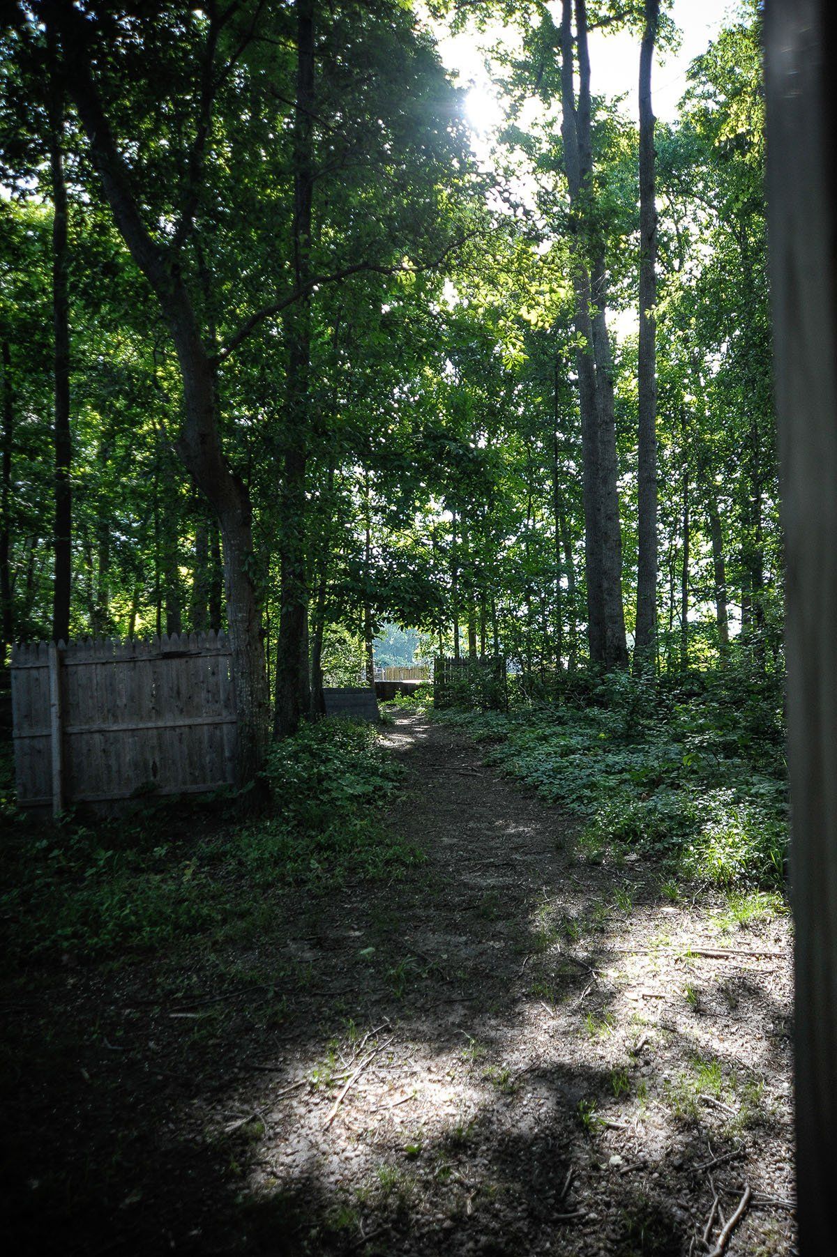 The sun is shining through the trees in the woods