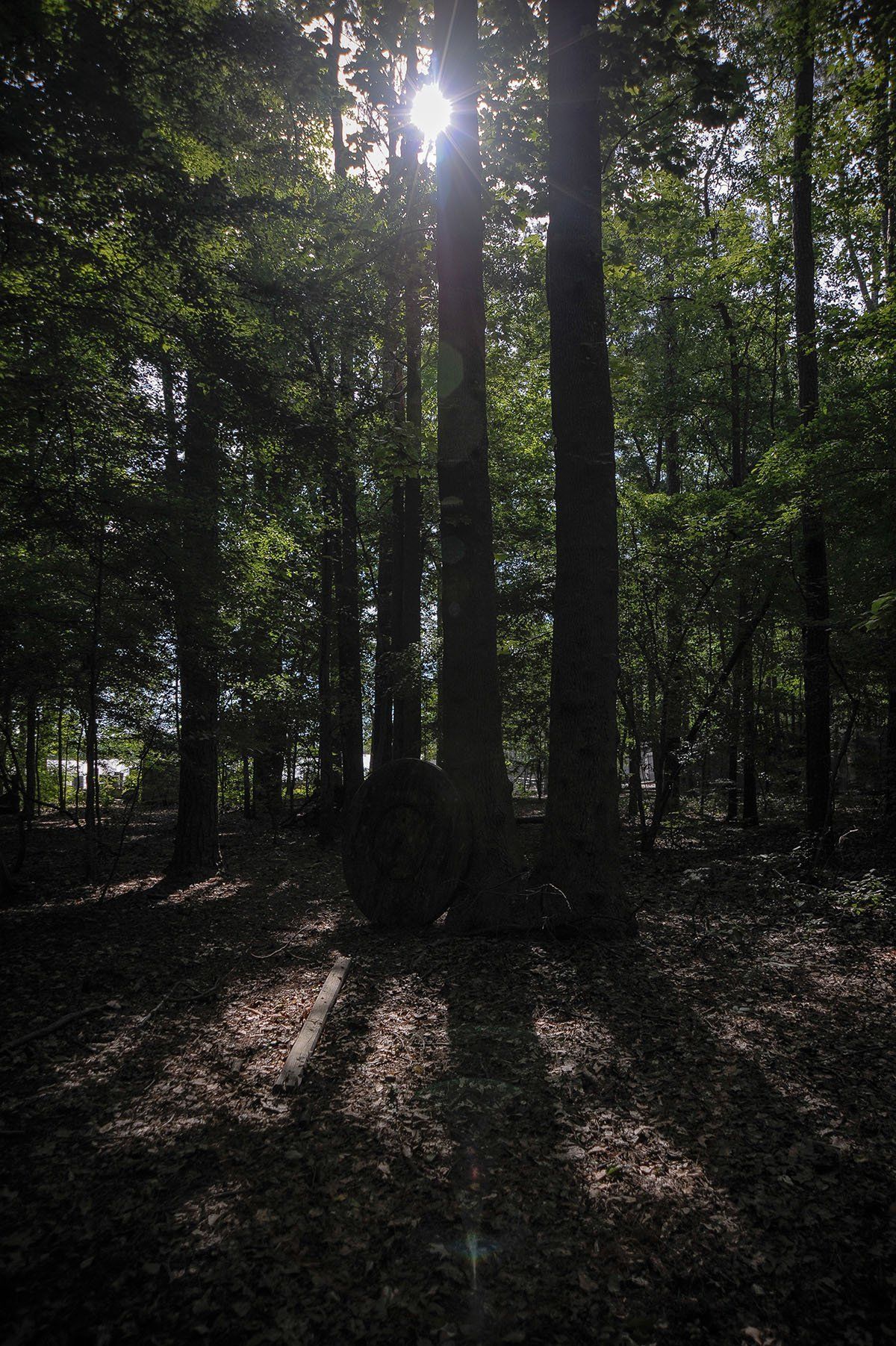 The sun is shining through the trees in the forest
