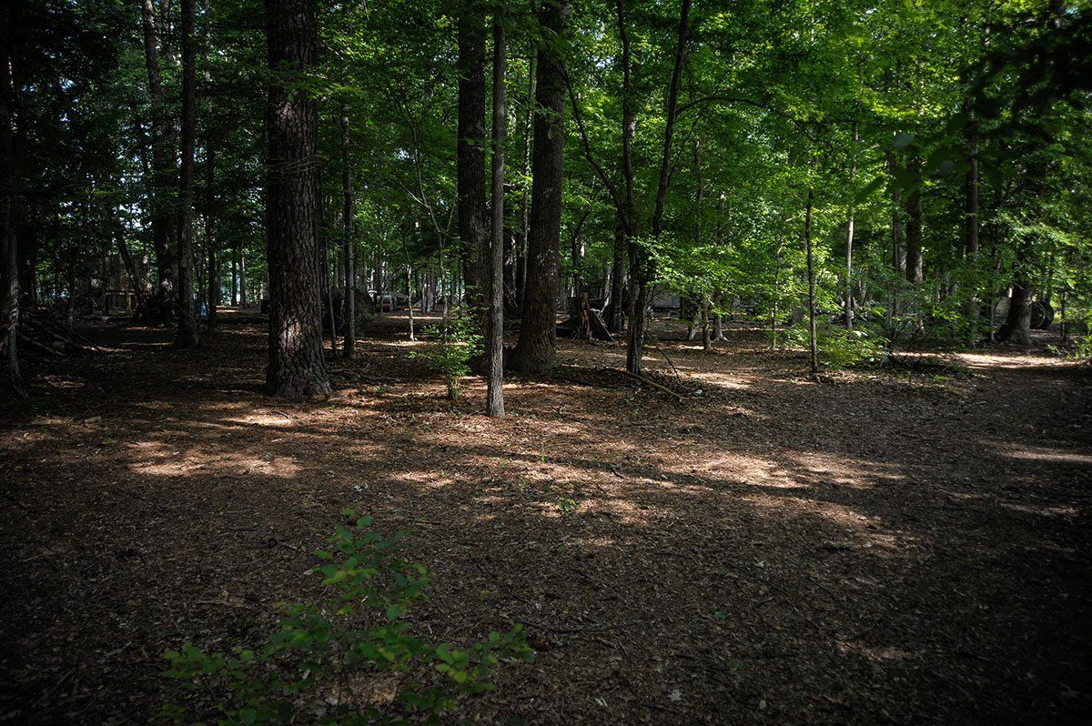 A forest with lots of trees and leaves on the ground