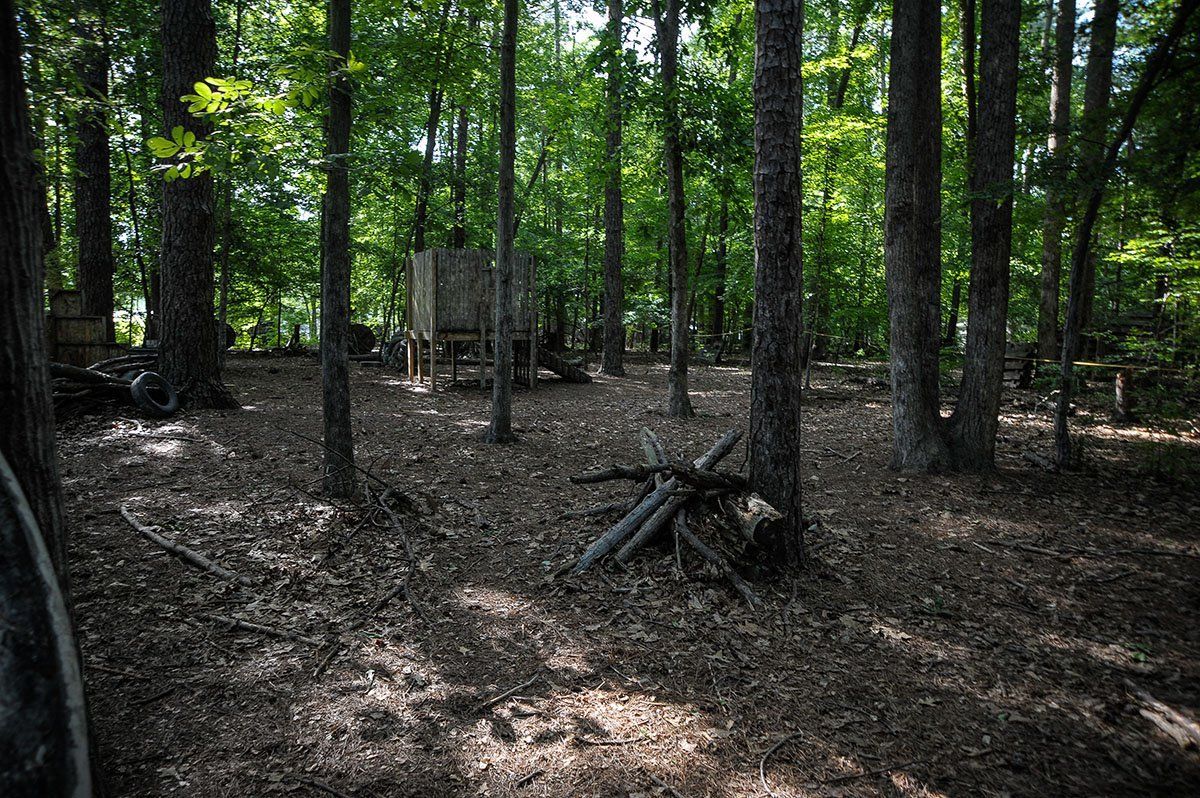 A forest with lots of trees and leaves on the ground.