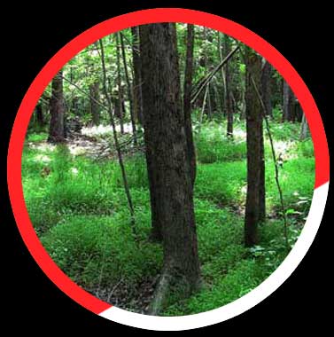 Click here to see more details. A circle with trees and grass in it