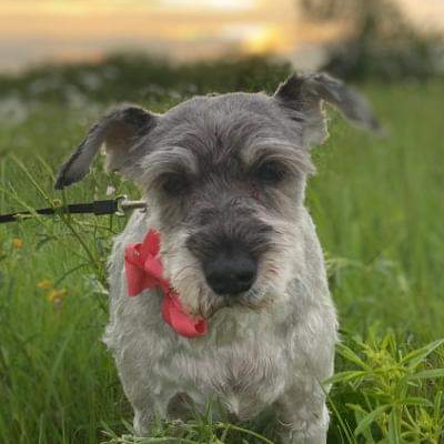 Gray Schnauzer dog with a red bow, standing in grass.
