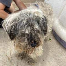 A scruffy, light-colored dog with long fur stands on concrete, looking toward the camera.
