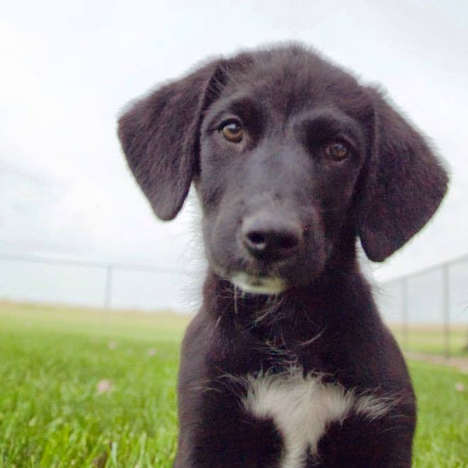 Black dog with white chest patch, looking at the camera, green grass background.