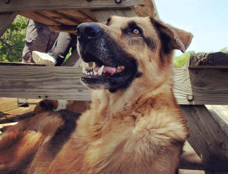 German Shepherd dog resting under a wooden picnic table, looking up with mouth open.
