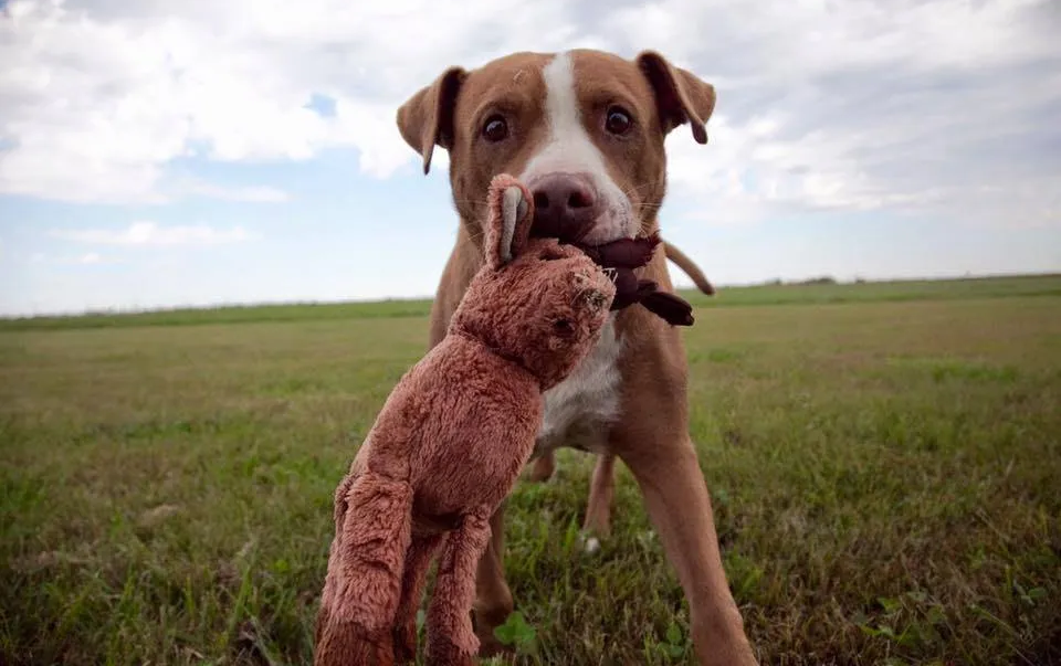 Dog with brown and white fur holding a teddy bear in its mouth on a grassy field.