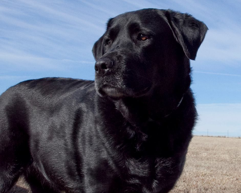 Black Labrador dog, looking left, standing in a field under a blue sky.