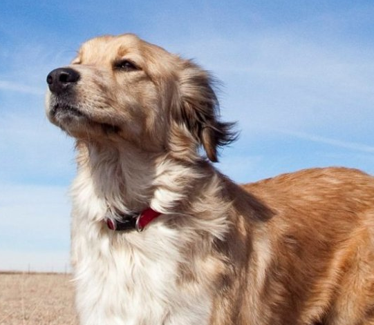 Golden retriever dog looking up at blue sky. Wearing a red collar.