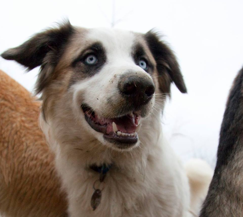 Dog with blue eyes, brown and white fur, smiling with open mouth.