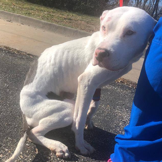 White dog sitting, appears thin, leaning against a person wearing blue scrubs outdoors on pavement.