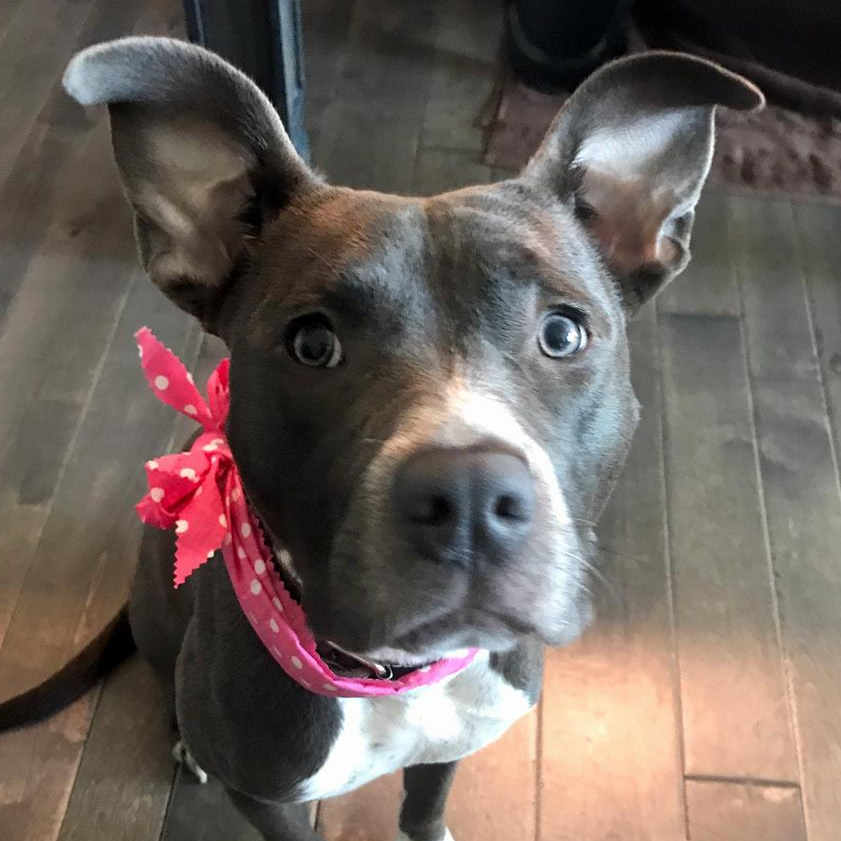 Grey and white dog with floppy ears wearing a pink polka dot bandana, looking up.